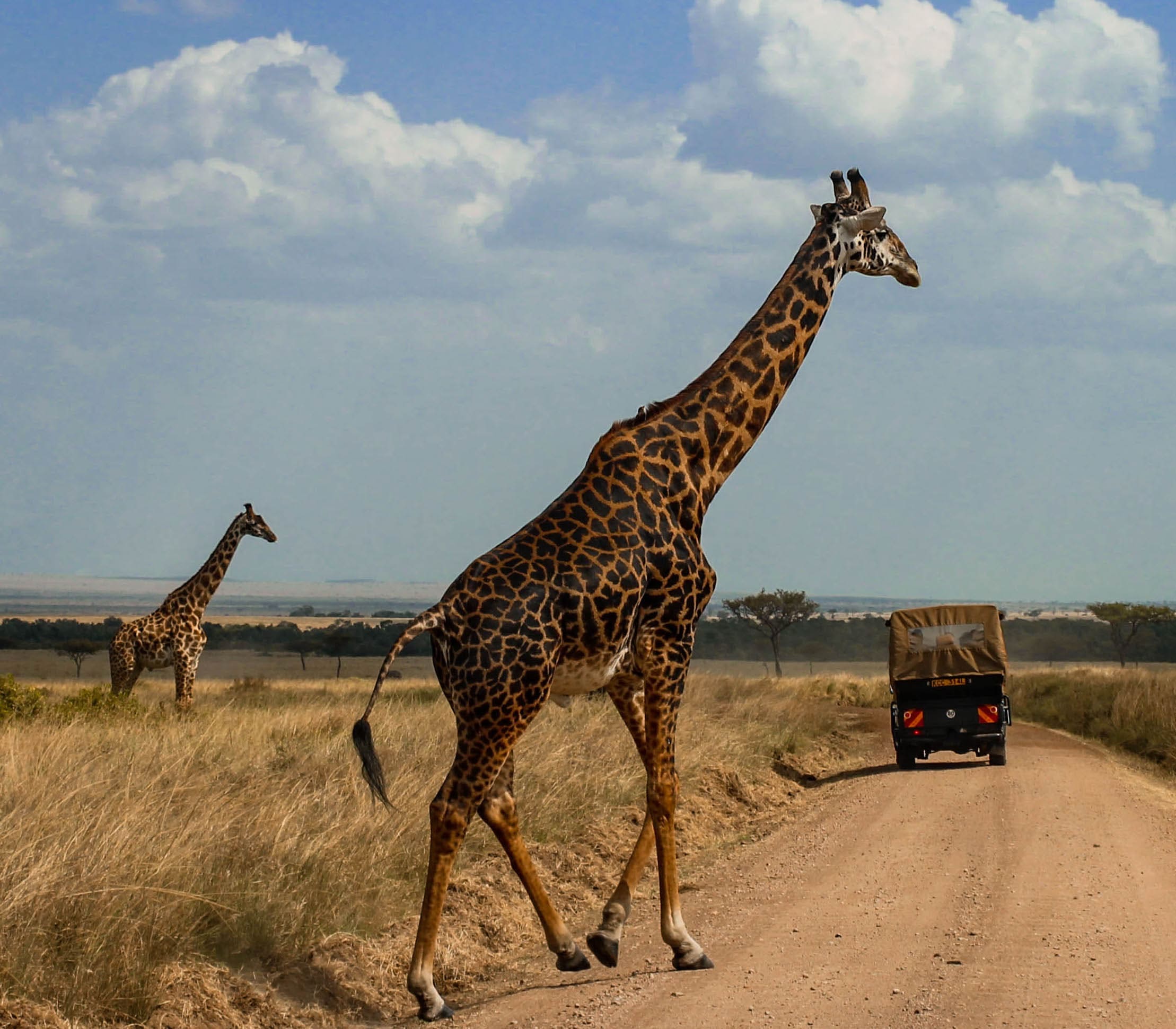 Elephant family crossing savanna at sunset